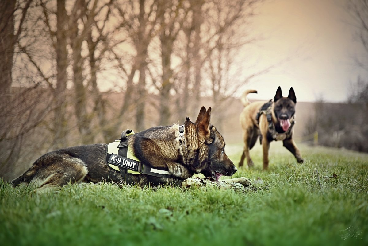 Помесь добермана и хаски