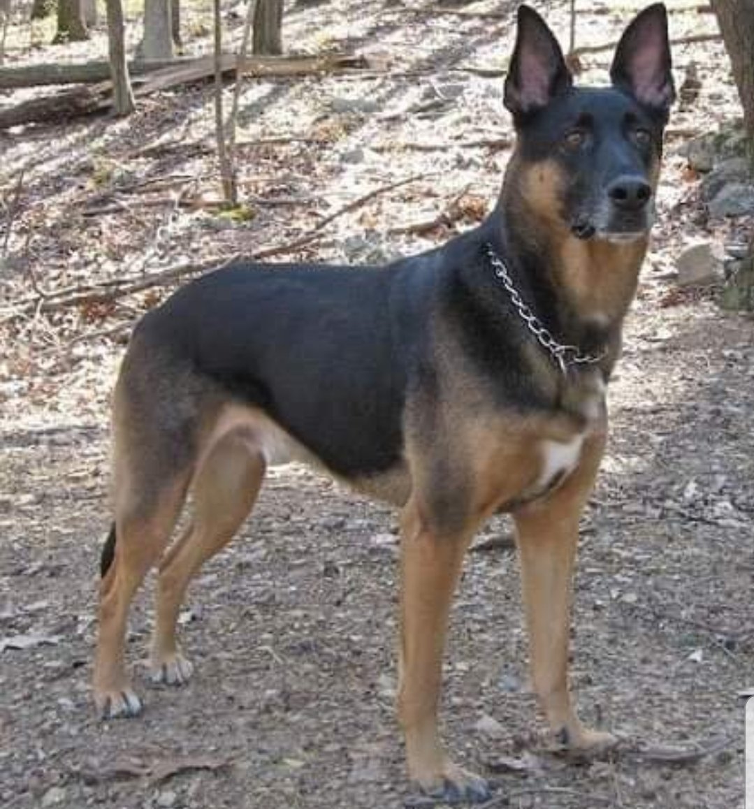 Doberman and German Shepherd