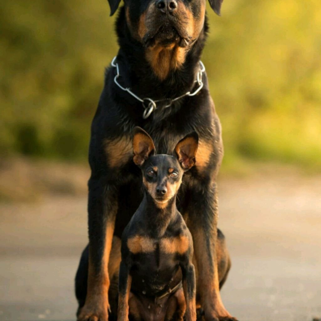 Метис малинуа