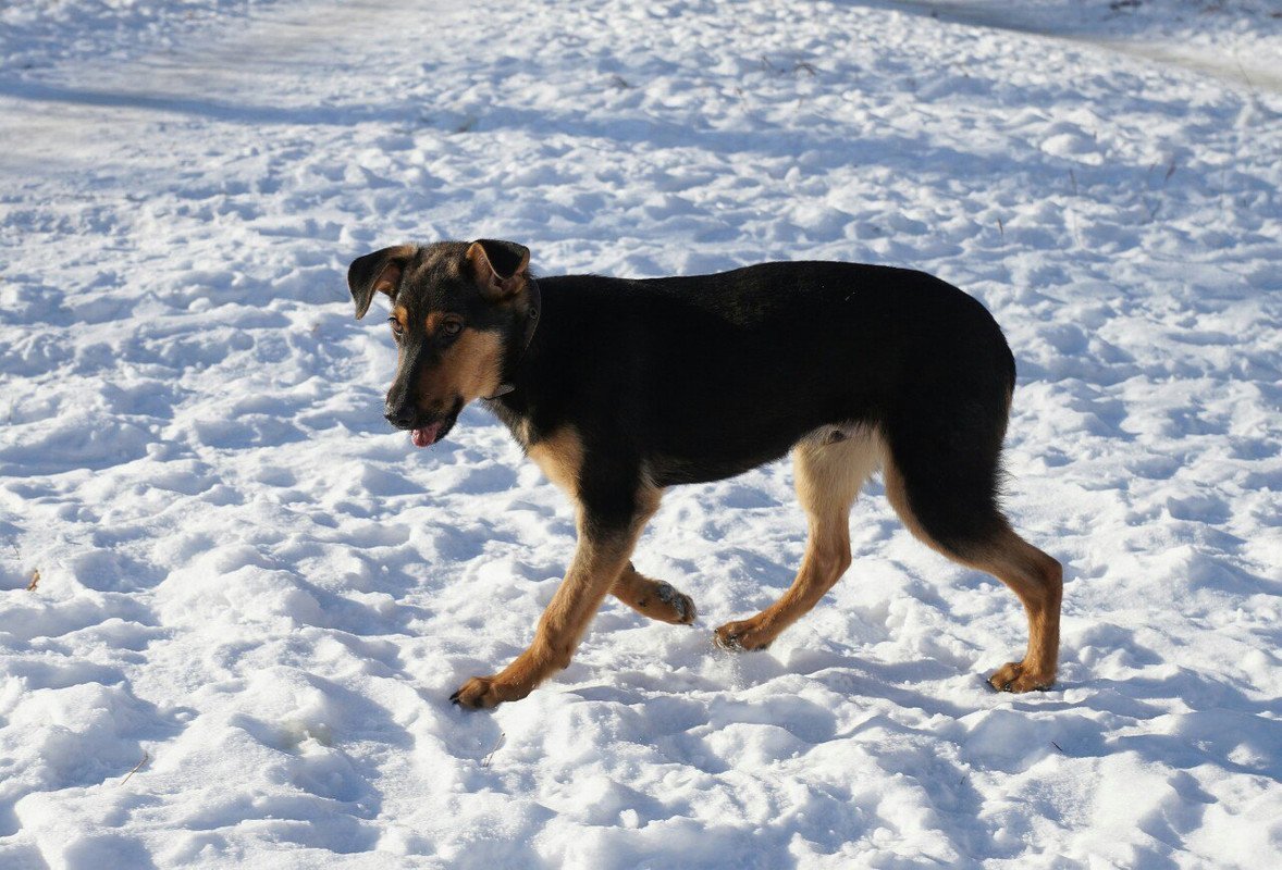 Колли и Доберман