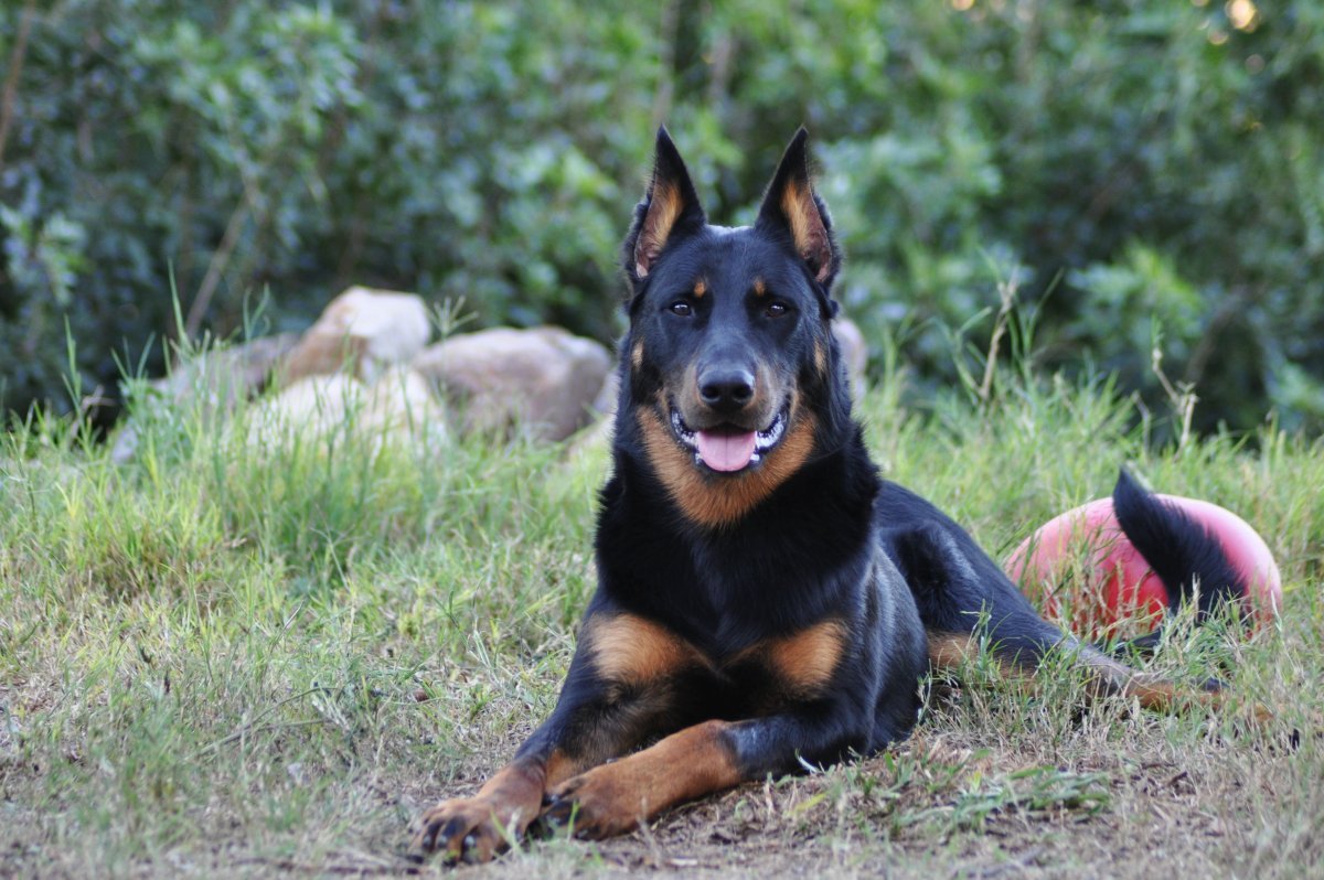 Помесь добермана