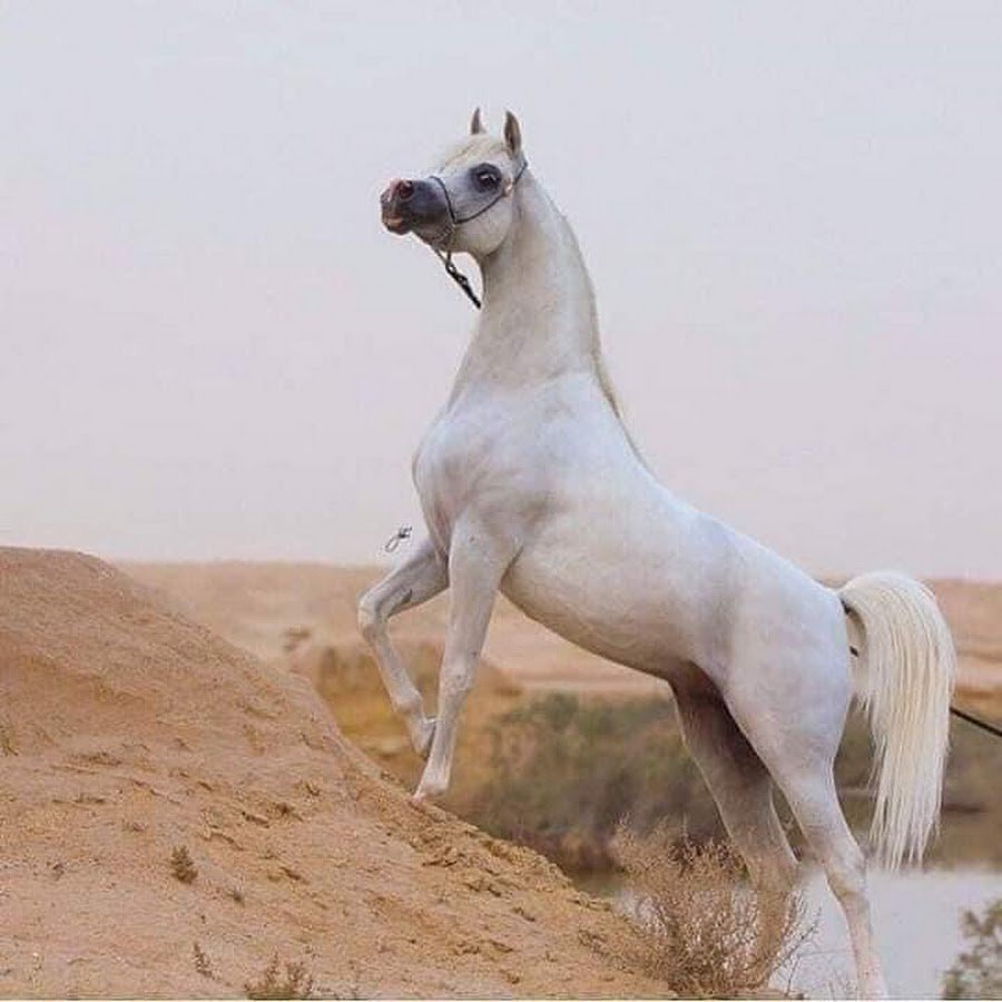 Арабская лошадь в пустыне