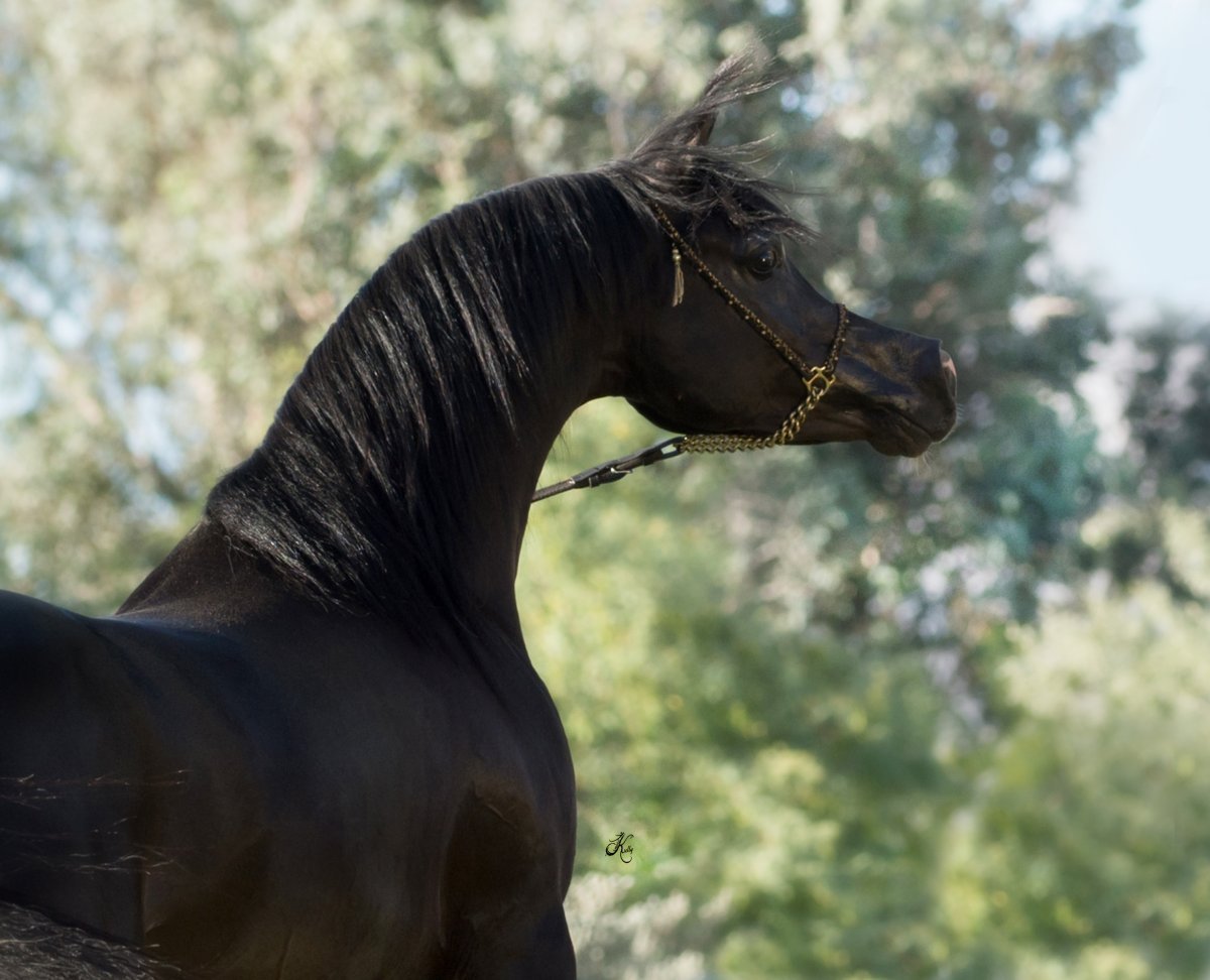 Фильм про арабских скакунов