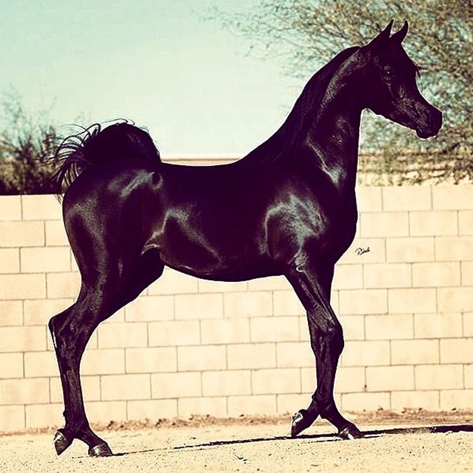 Арабская чистокровная черная