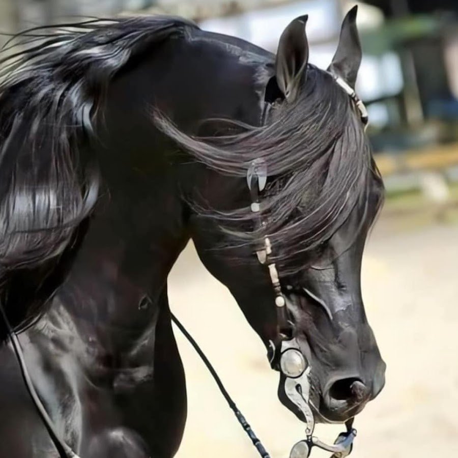 Конь из черного дерева коротко