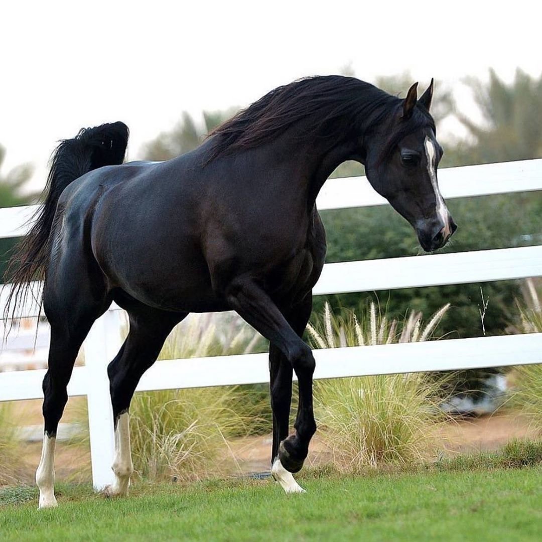 Мини лошадь черная