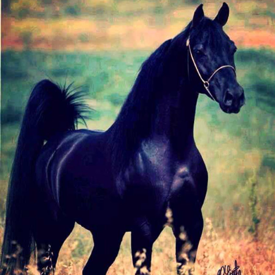 The Arabian Horse