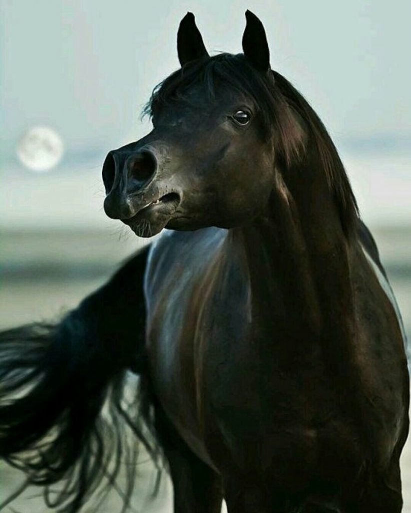 Арабская лошадь Вороная