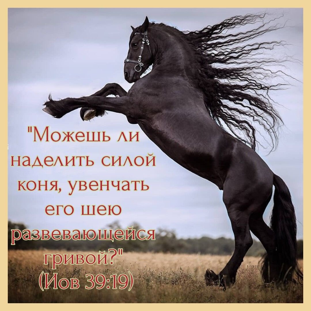 Лошадь Фризская в пустыне