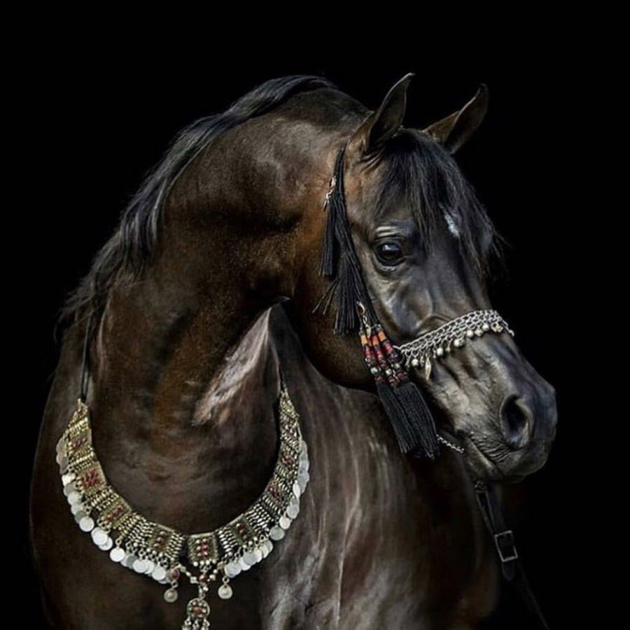 Лошадь на темном фоне