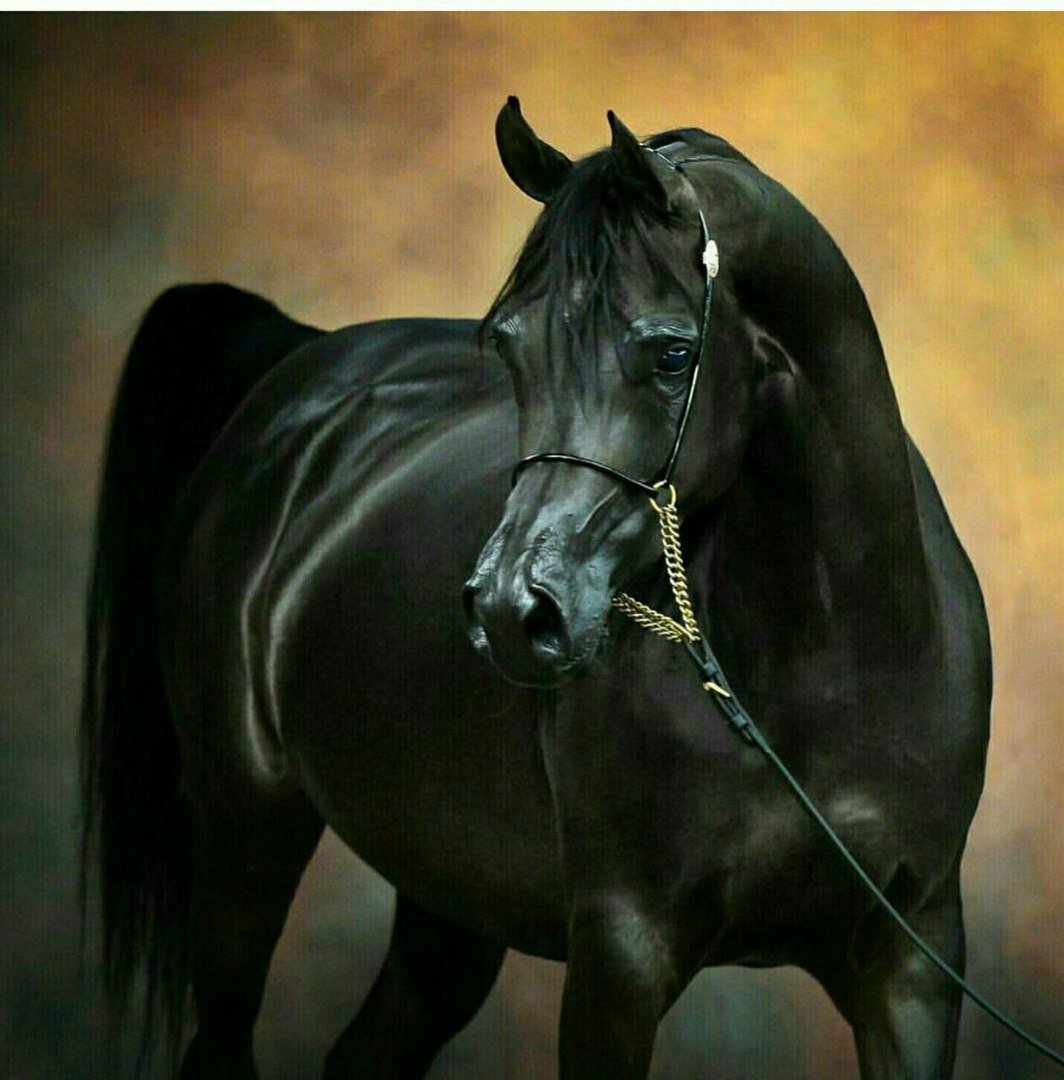 Чёрный скакун 3