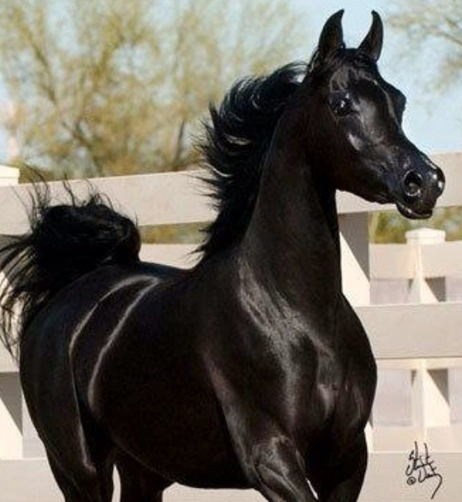 Арабская порода лошадей Вороная