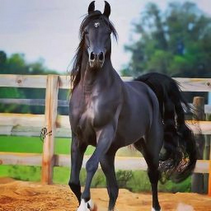 Вороная порода лошадей