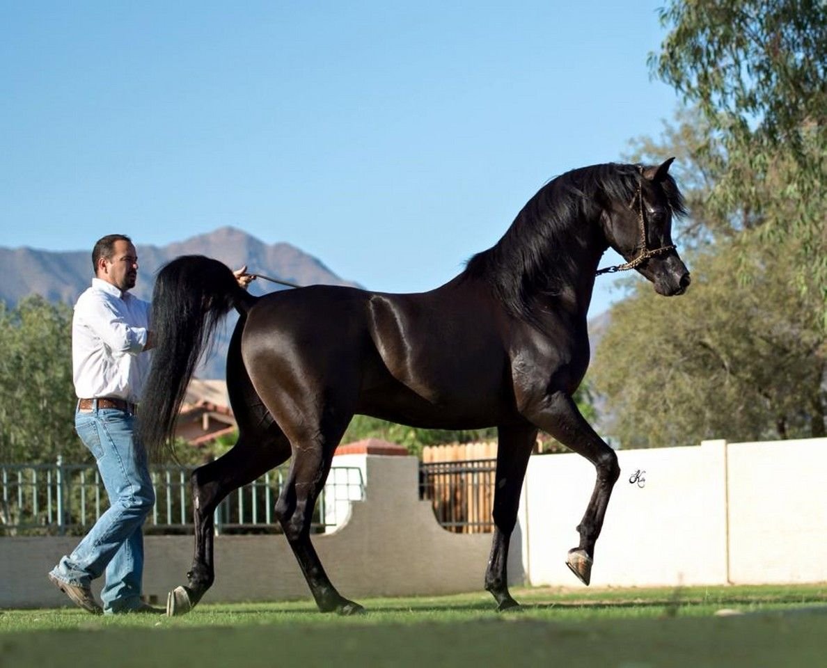 Арабская лошадь