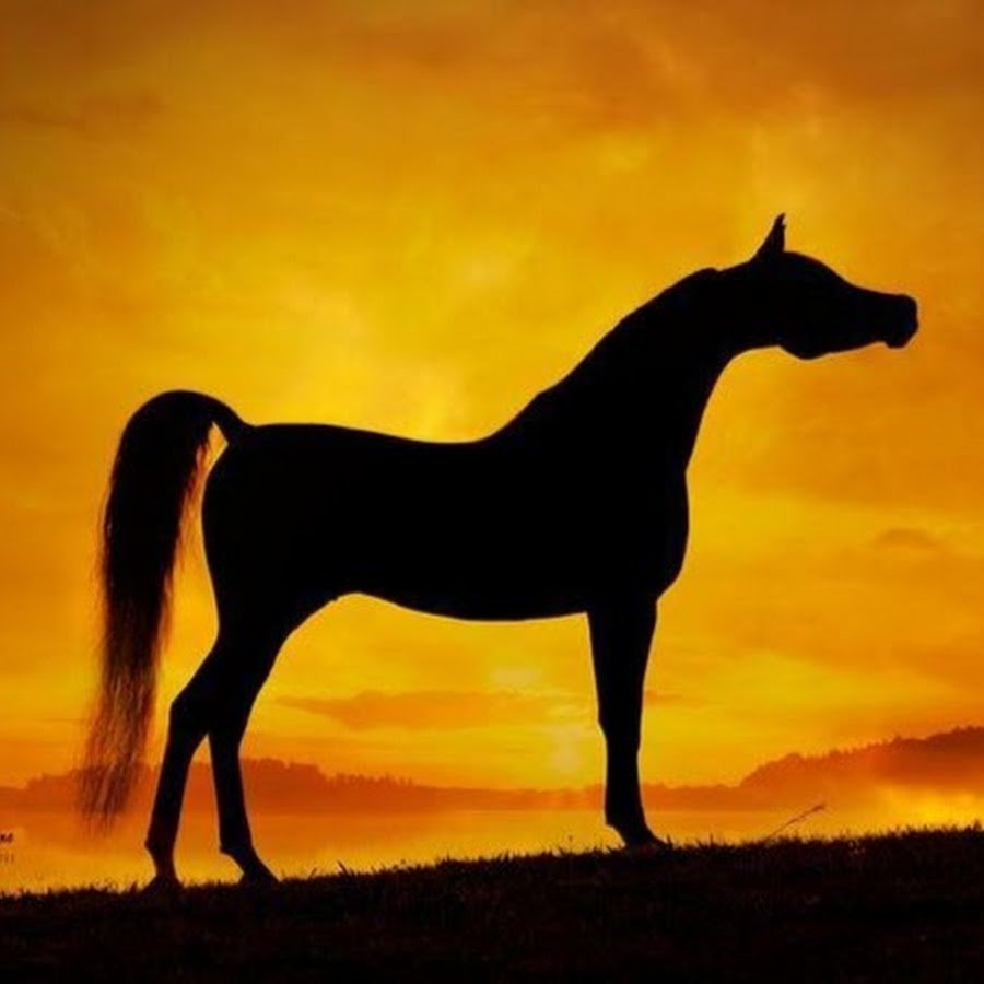 Арабская лошадь силуэт