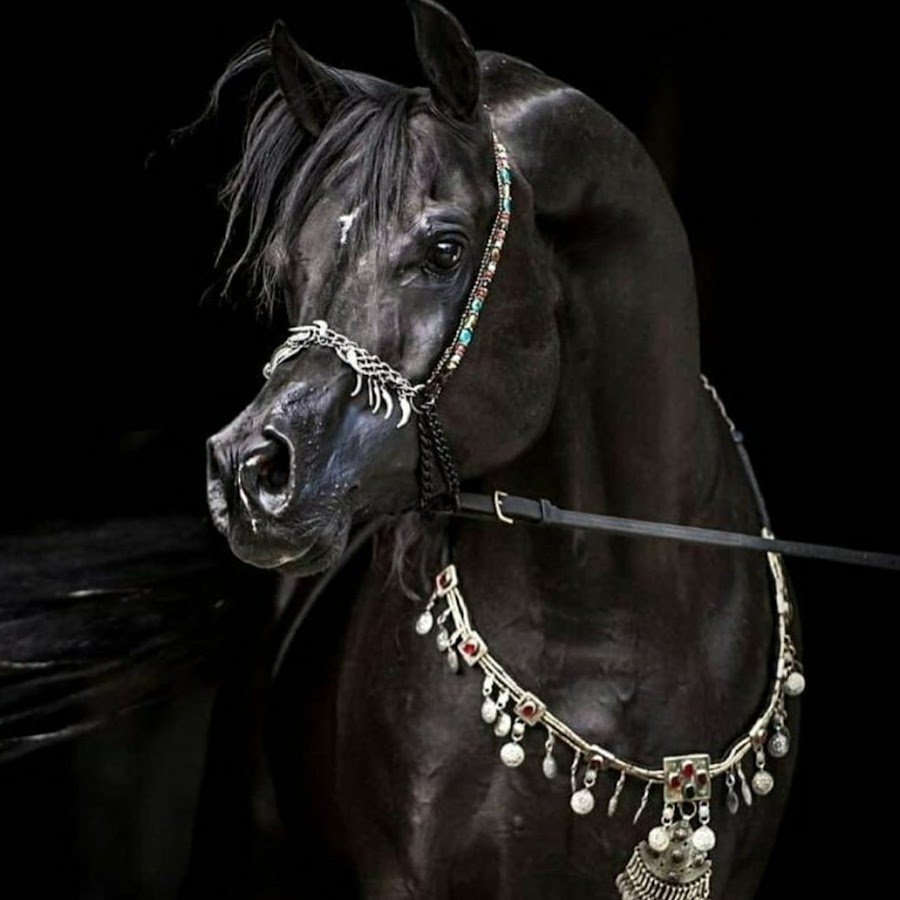 Арабская лошадь Вороная