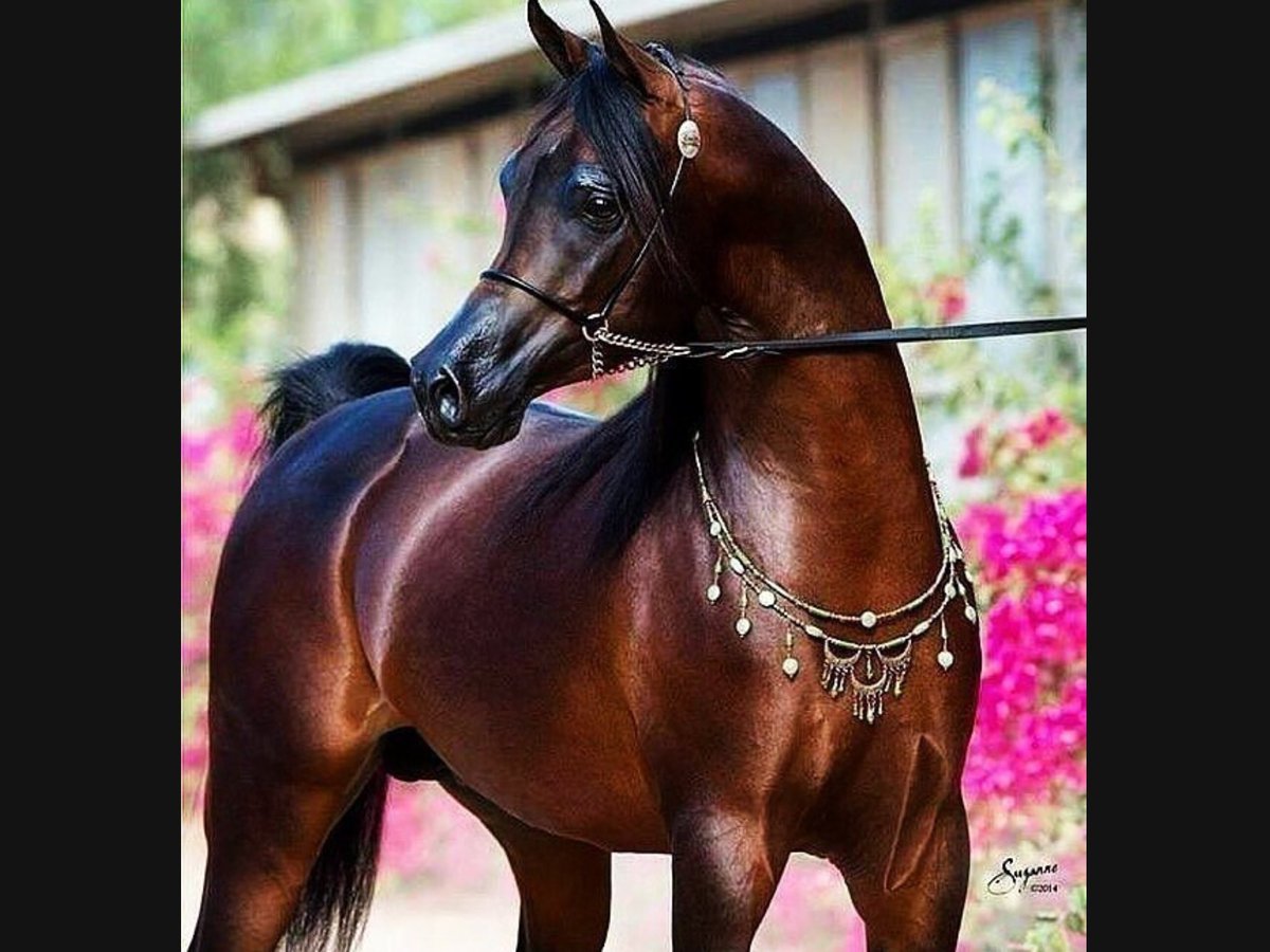 Верховая арабская лошадь Дахман