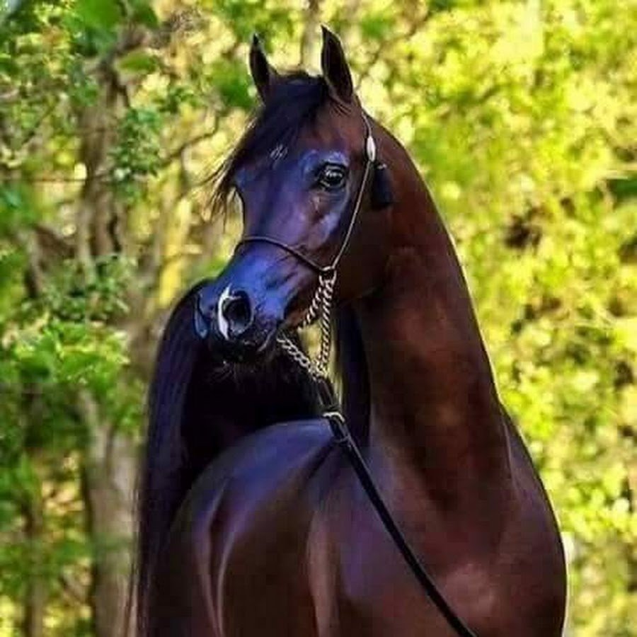 Арабская чистокровная лошадь Вороная