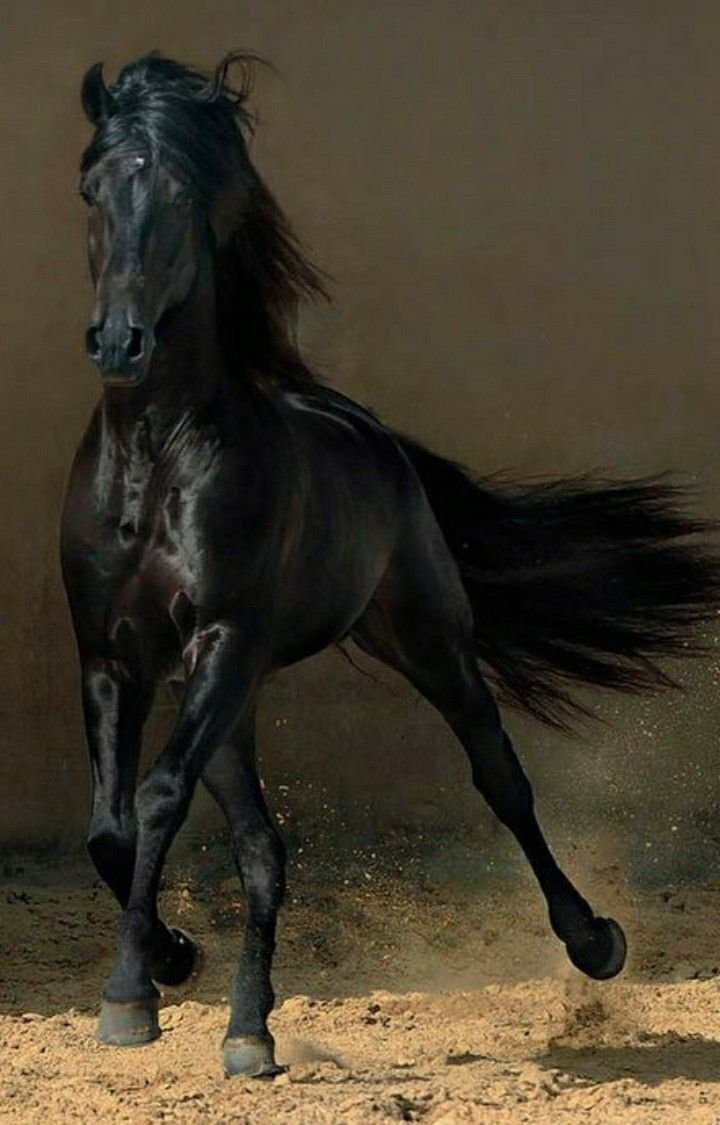 Черный про лошадей. Фризская порода лошадей Вороная. Вороной Мустанг иноходец. Лошадь породы Мустанг иноходец. Арабские скакуны Мустанги.
