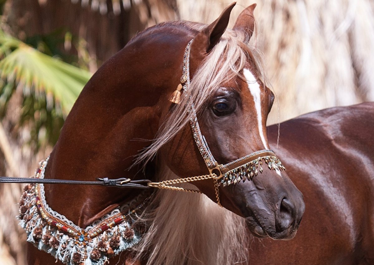 Коричневый арабский скакун