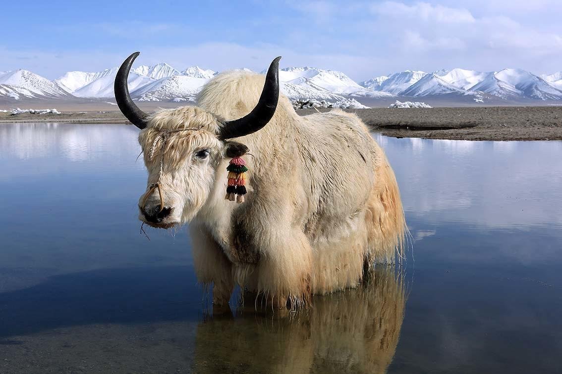 Монгун-Тайга Сарлык