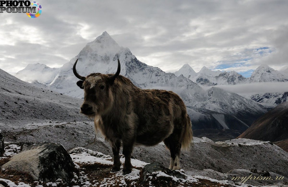 Монгун-Тайга Сарлык