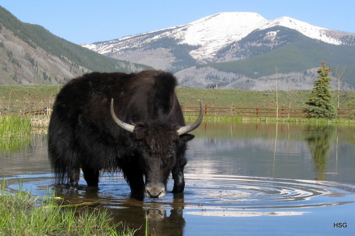 Корова Республика Алтай