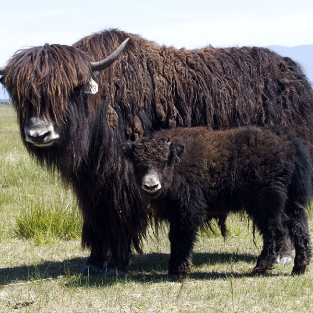 Сарлык Тува