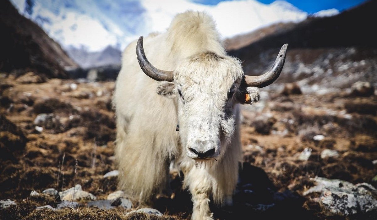 Монгольский як Сарлык