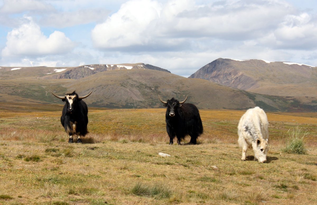 Монгольский як Сарлык