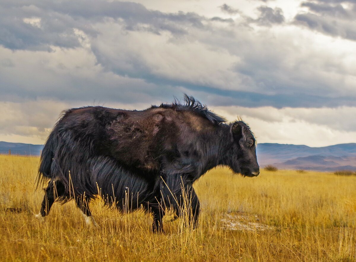 Як Сарлык Алтай
