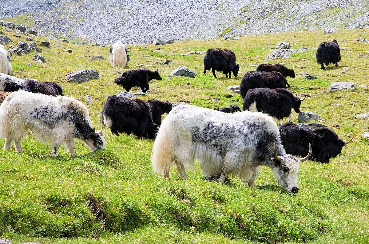 Алтай животные