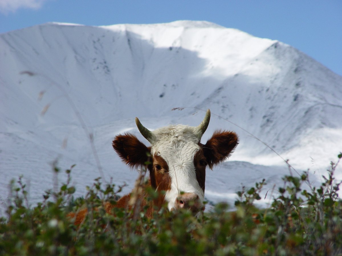 Як на Алтае