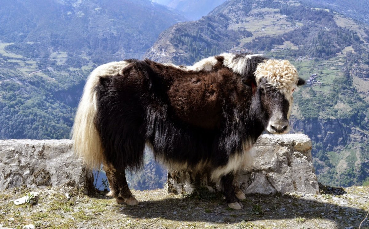 ЗУБР Сарлык як