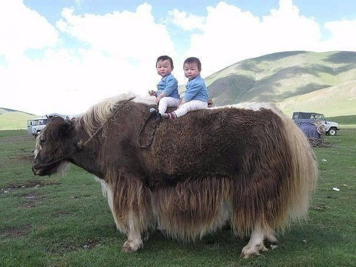 ДЗО (Хайнак)