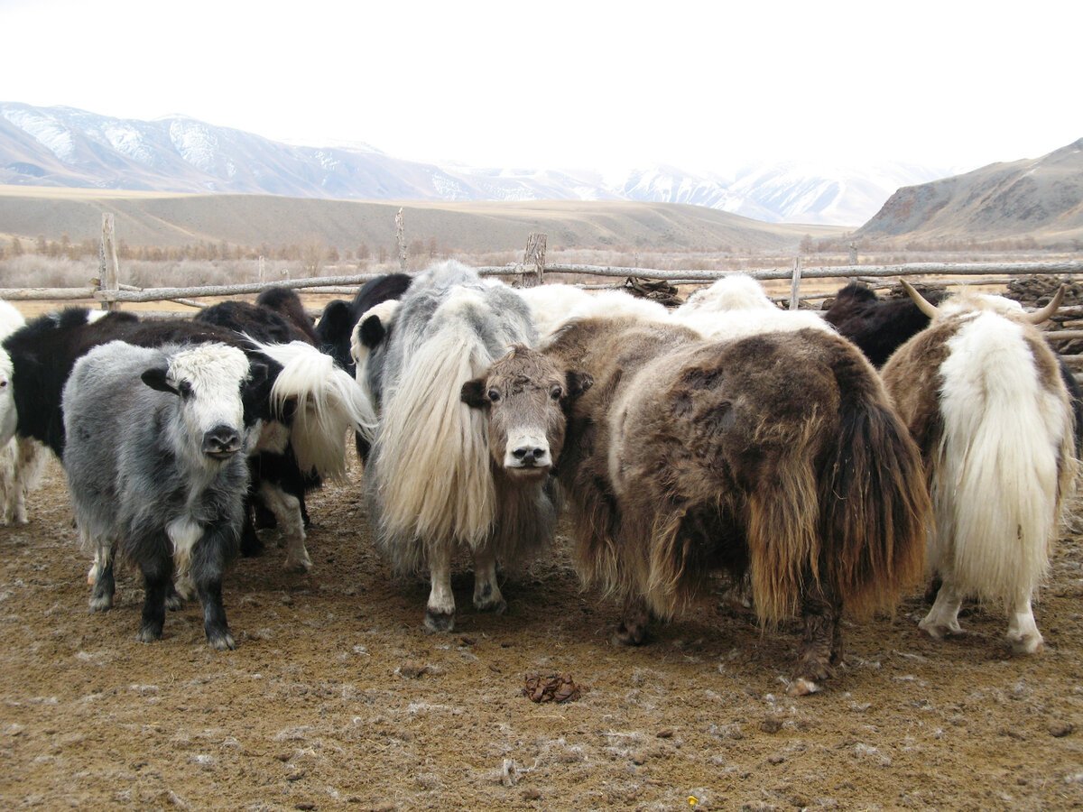 Стадо Яков Окинский район