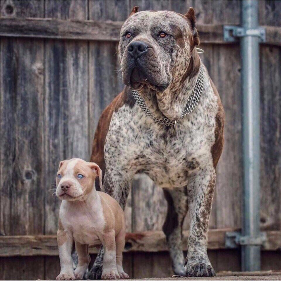 Булли, стафф, питбуль