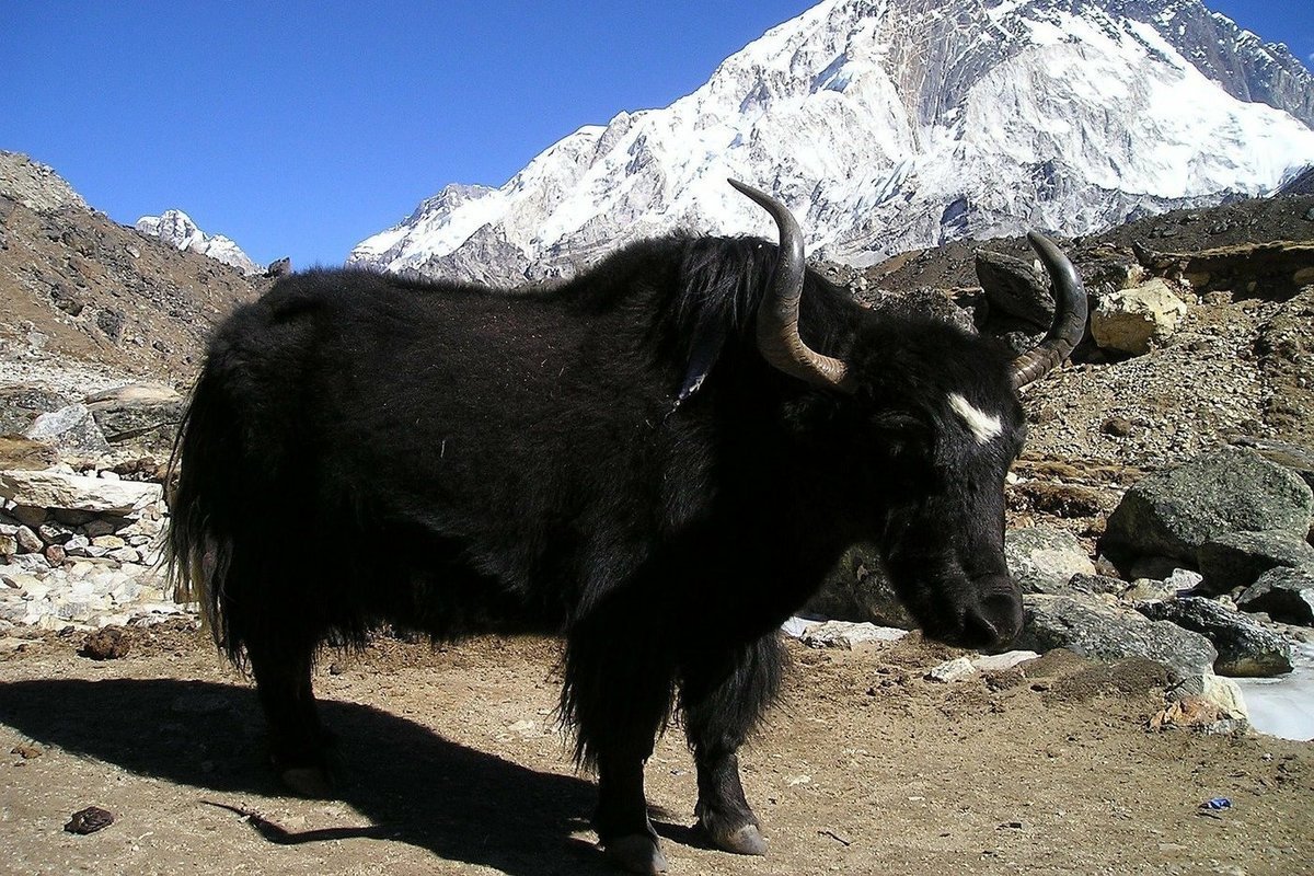 Горный козел горный Алтай