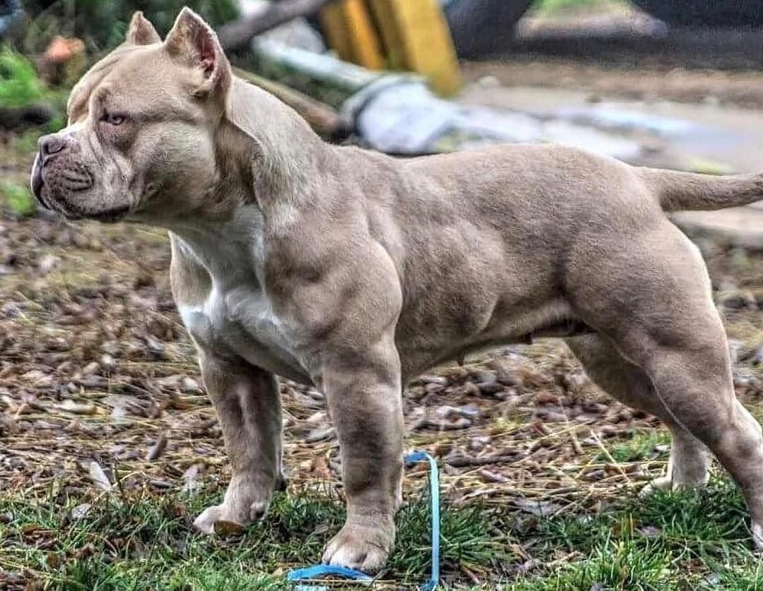 Американский питбультерьер опасная собака