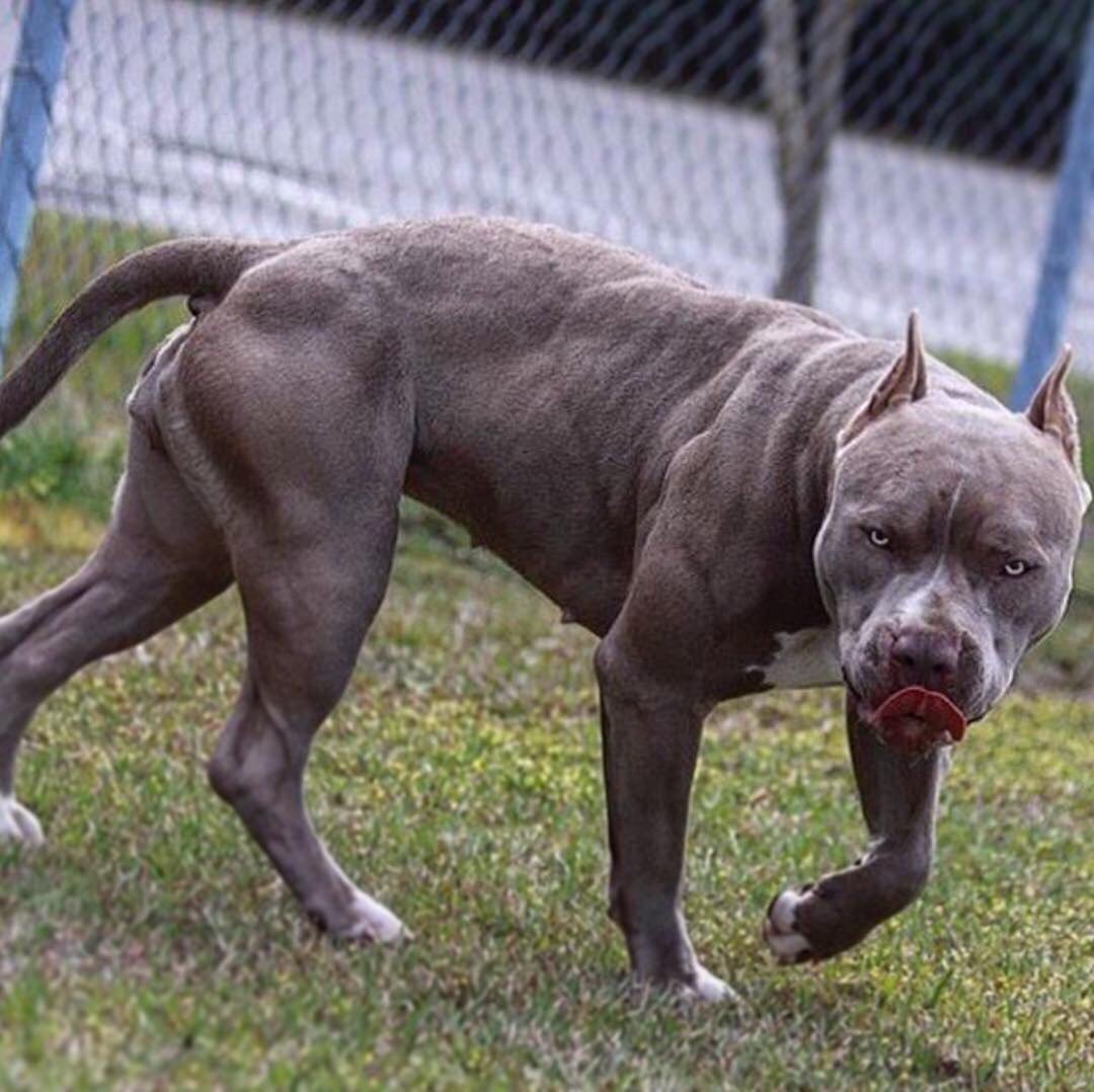 Самая большая собака Доберман