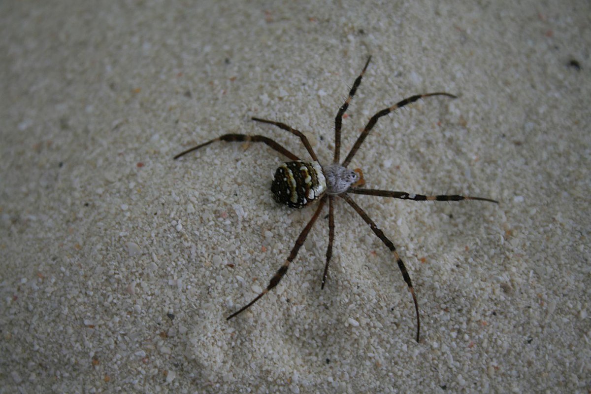 Крестоносец паук Крымский