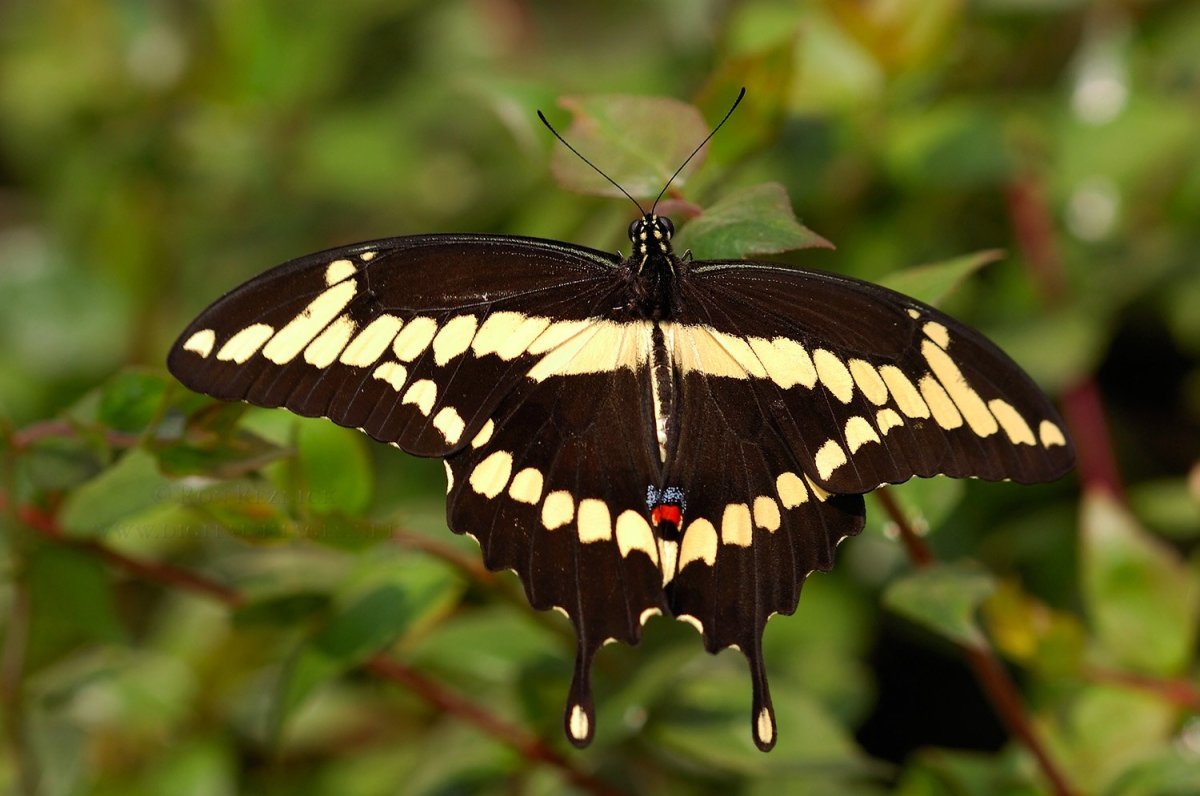 Белый Адмирал бабочка