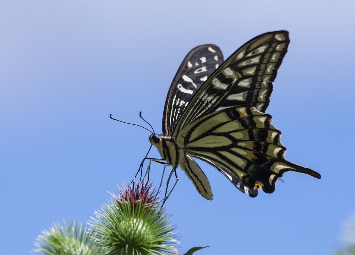 Бабочка Махаон Адмирал