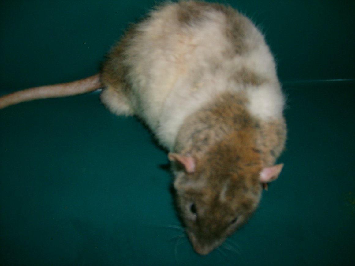 Милые крысы в шляпе