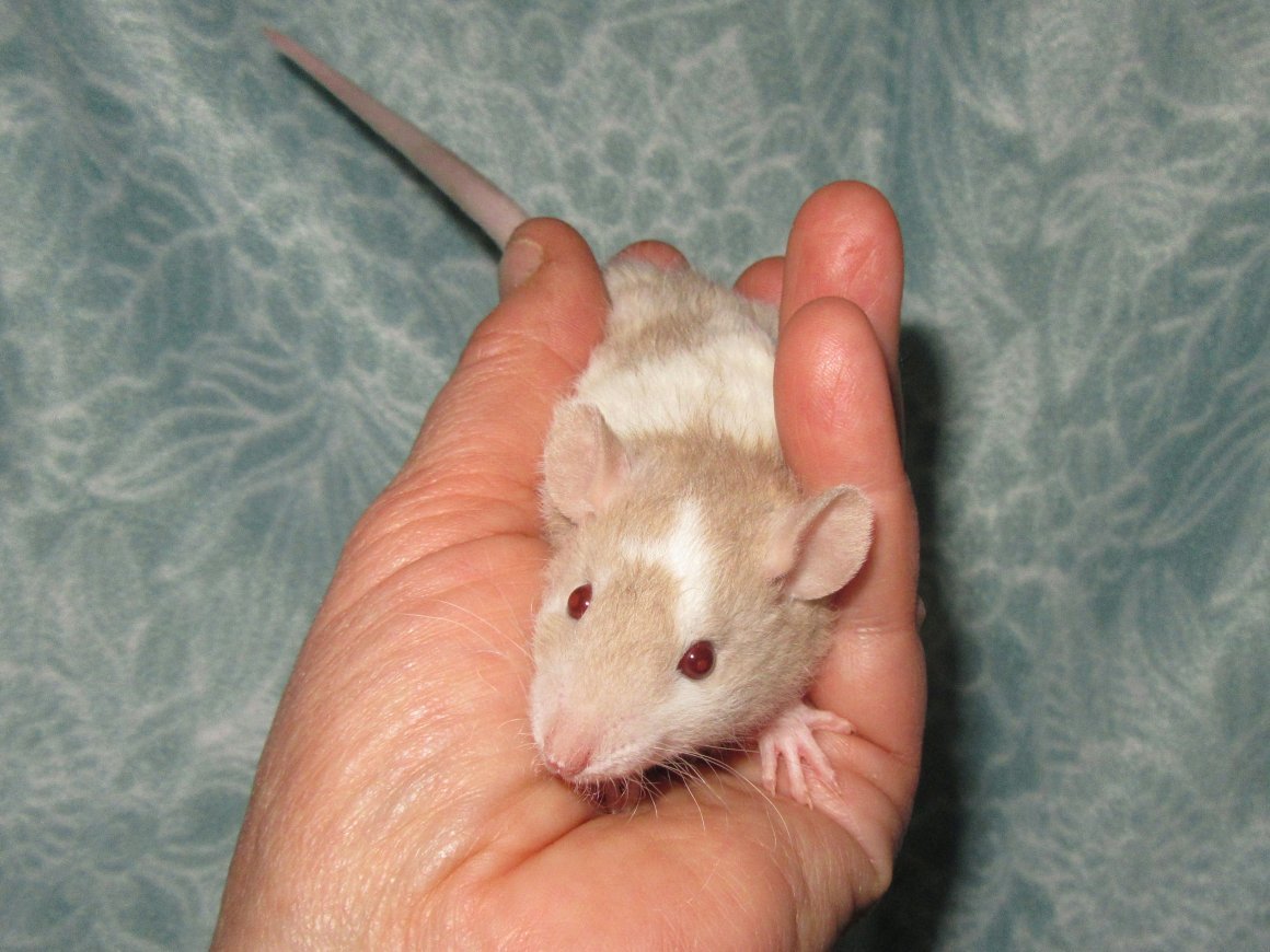 Янтарный (Амбер) крыса