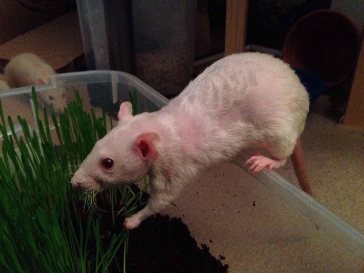 Крыса Дамбо голубая норка