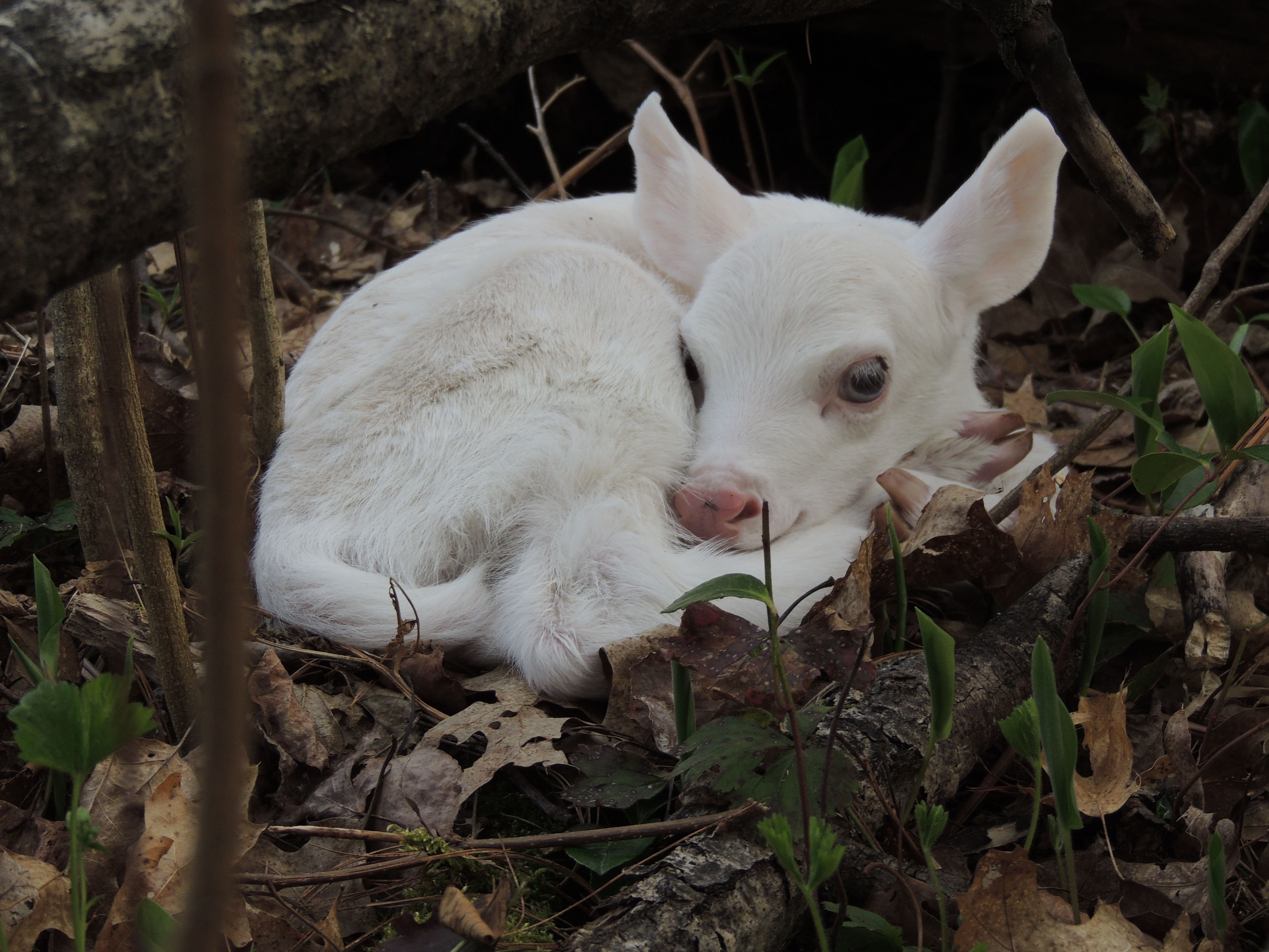 В дикой природе мыши с альбинизмом. Олениха альбинос. Олененок альбинос. Лань альбинос. Deer альбинос.
