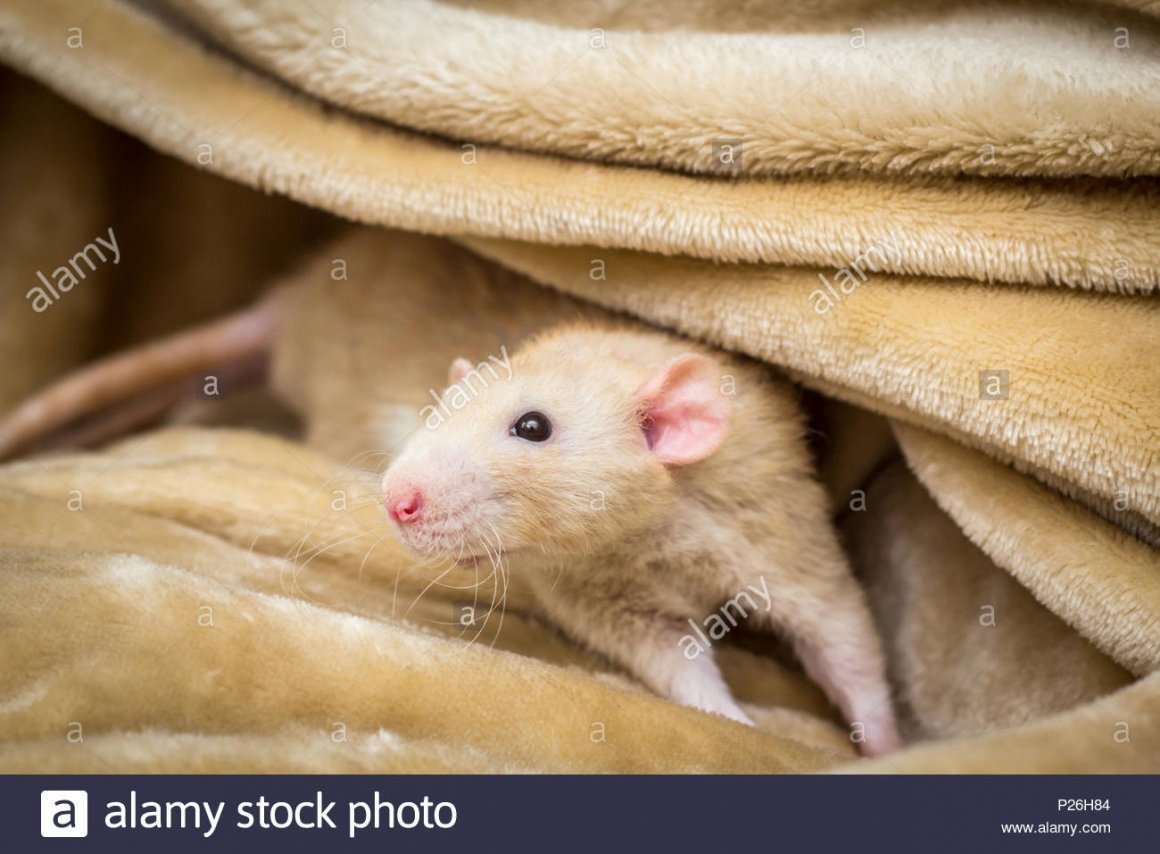 Зверёк позожий на крысу