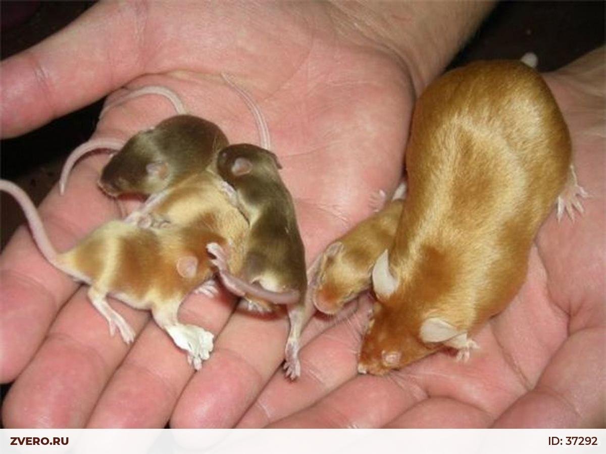 Сиамская сатиновая мышь