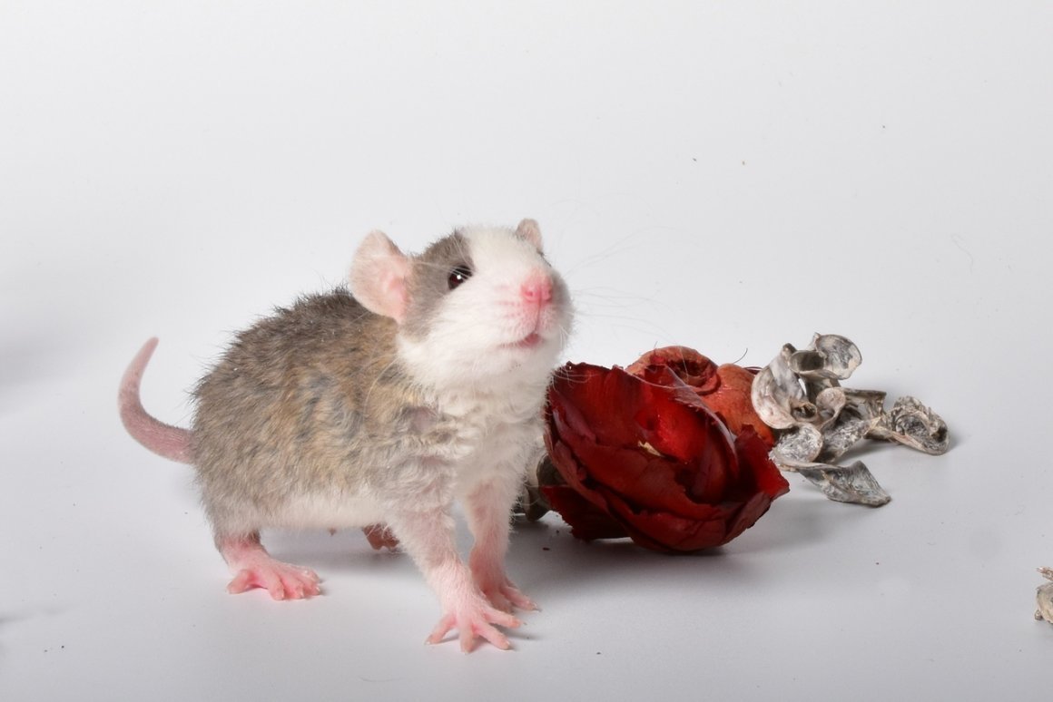 Крыса фавн рекс